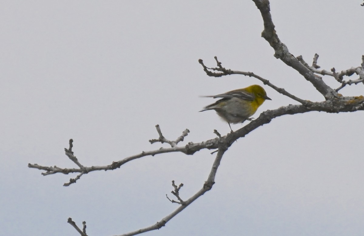 Pine Warbler - Damian Vraniak