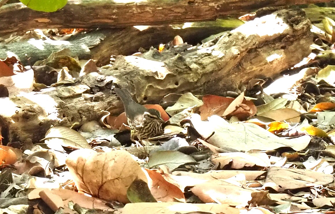 Northern Waterthrush - ML618246020