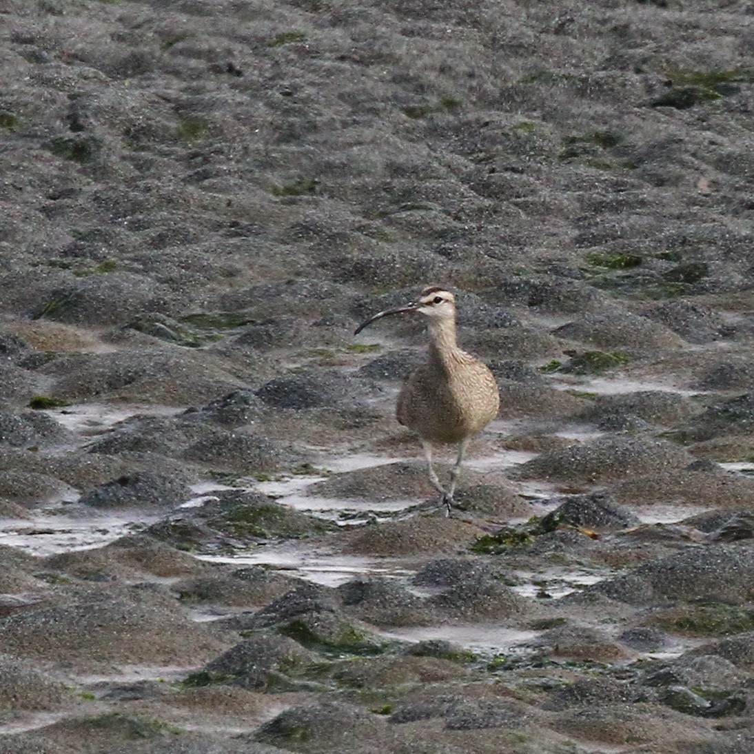 Hudsonian Whimbrel - ML618246024