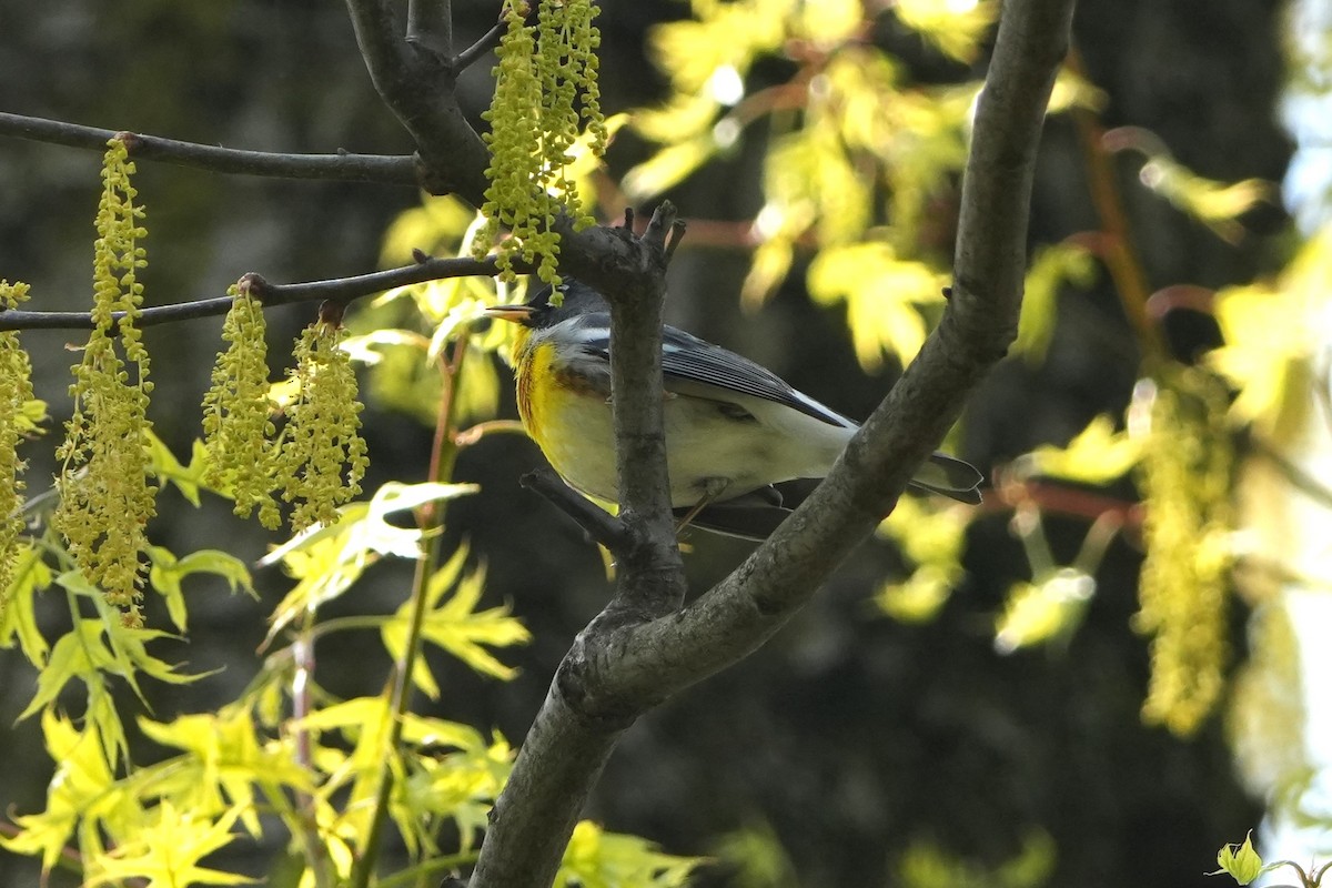 Northern Parula - Yue Huang