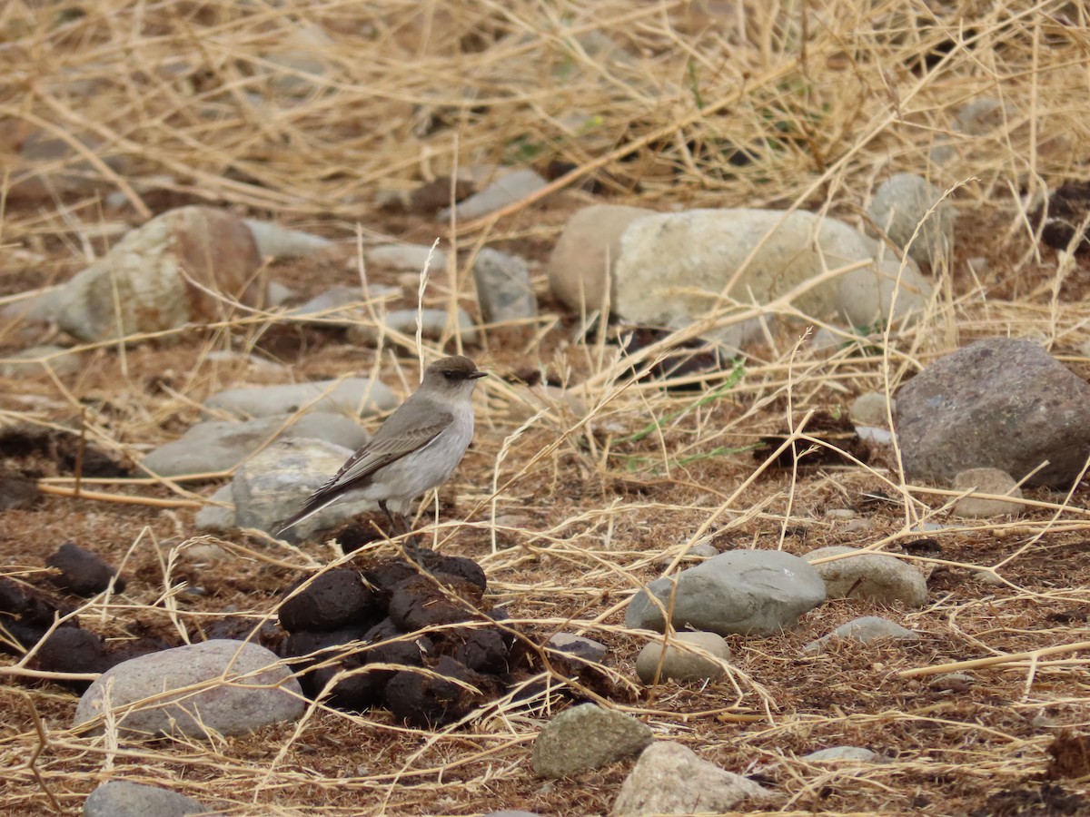 Dark-faced Ground-Tyrant - Carlos Cáceres Gatica