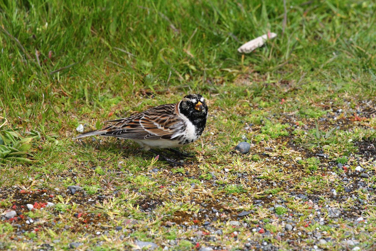 Lapland Longspur - ML618246043