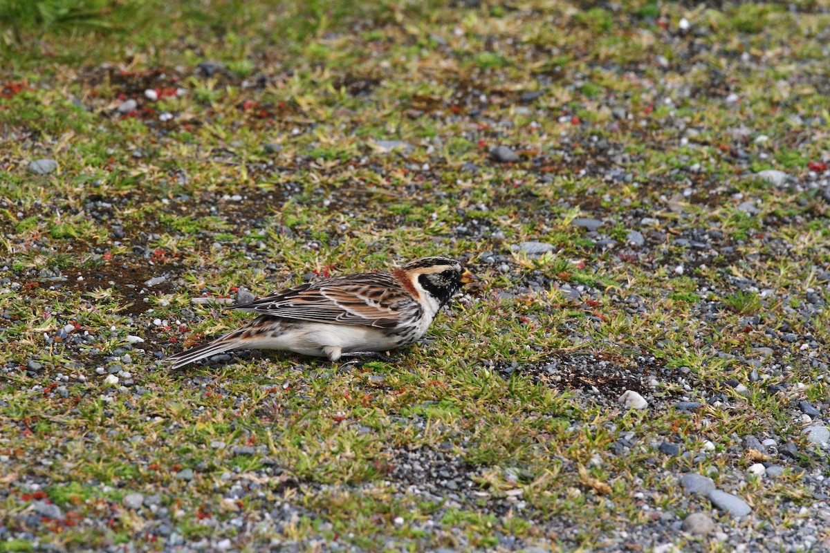 Lapland Longspur - Carlos Andersen