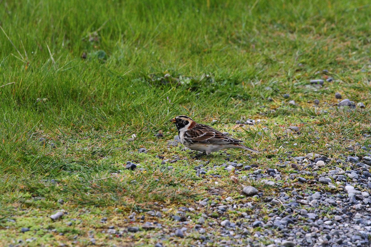 Lapland Longspur - ML618246045