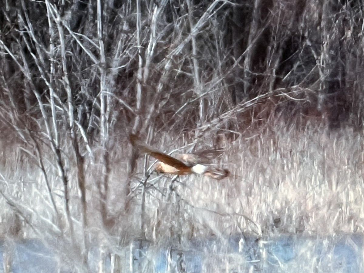 Northern Harrier - Anonymous