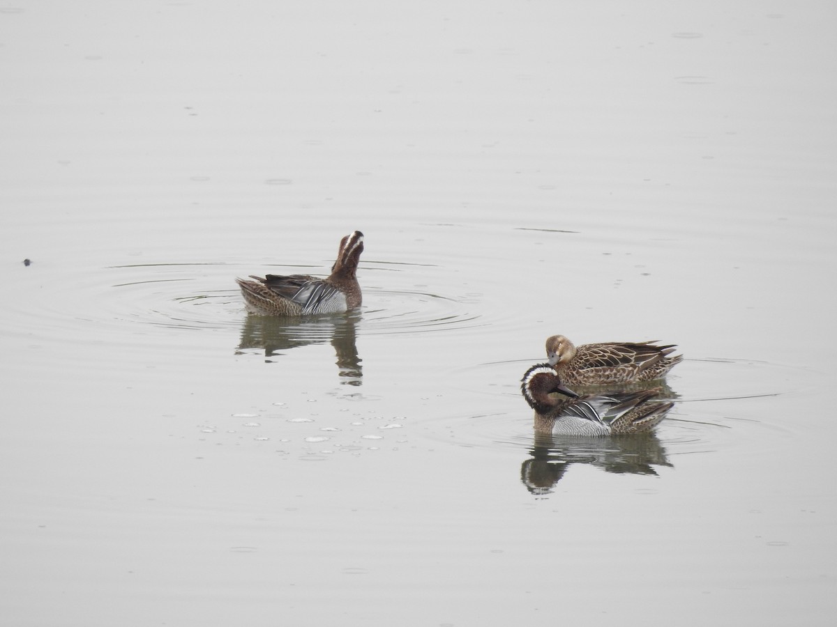 Garganey - Philip Steiner