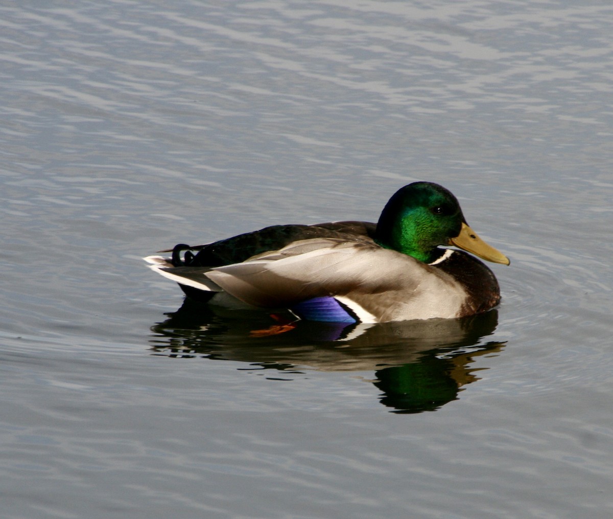 Mallard - Kit Fynch