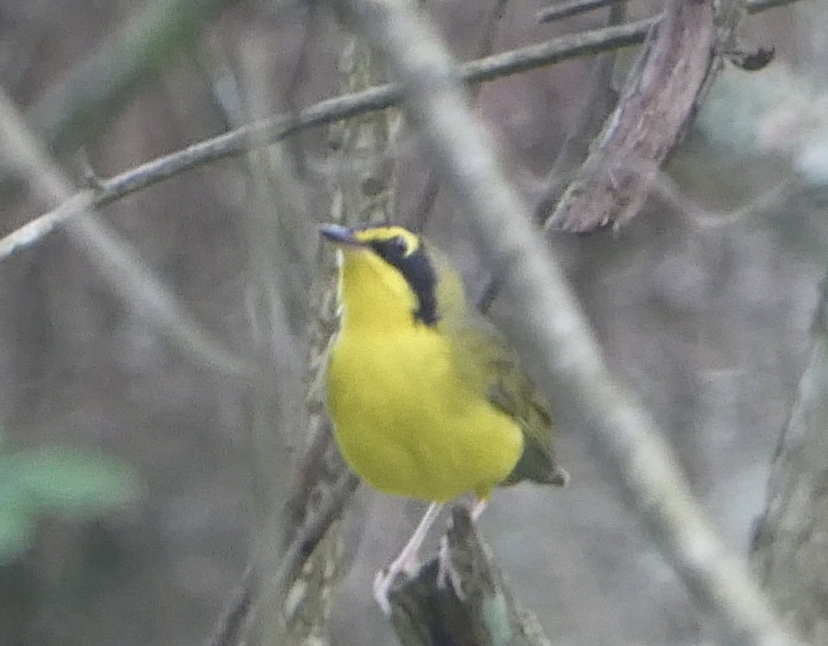 Kentucky Warbler - Trip Bondi