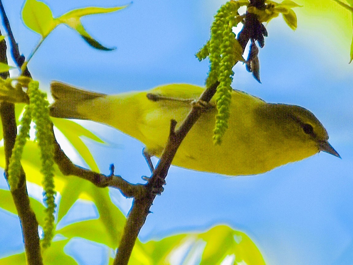 Tennessee Warbler - Jason C. Martin