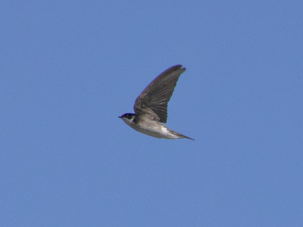 Bank Swallow - Dave Prentice