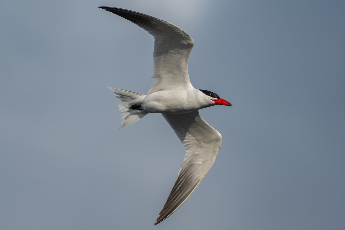 Caspian Tern - Devin Pitts