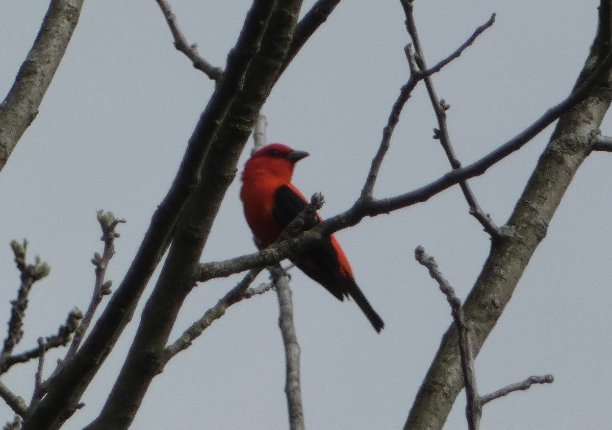 Scarlet Tanager - Trip Bondi