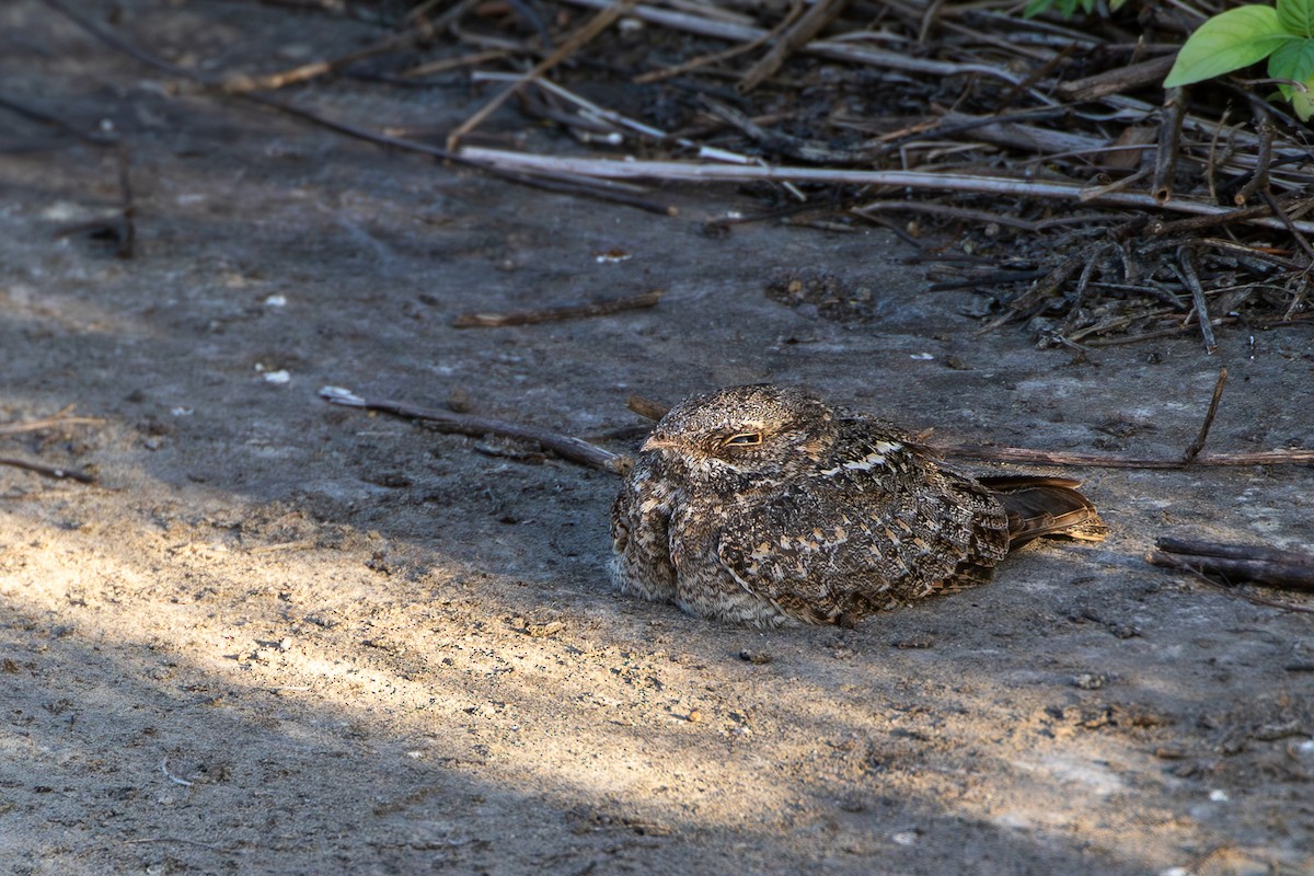 Chirruping Nightjar - Joshua Bergmark | Ornis Birding Expeditions