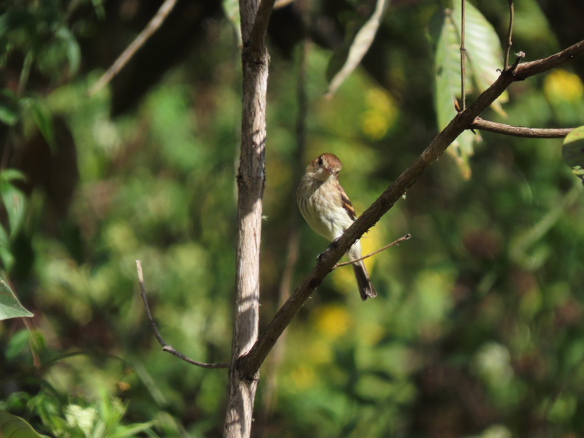 Bran-colored Flycatcher - Cristian Cufiño