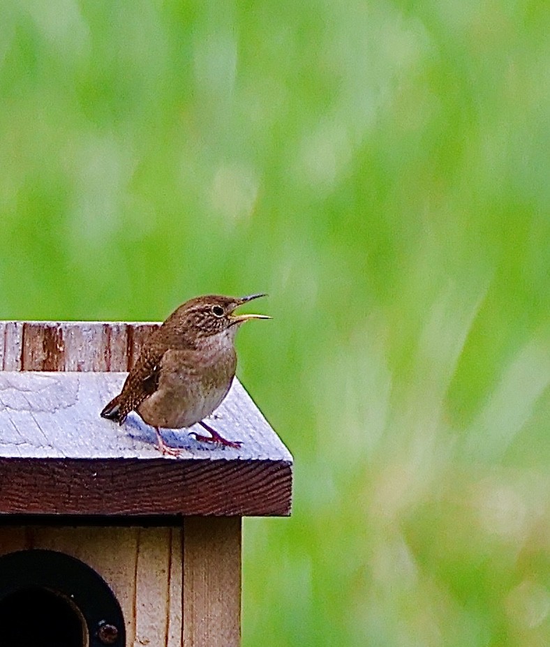 House Wren - Martin Yates