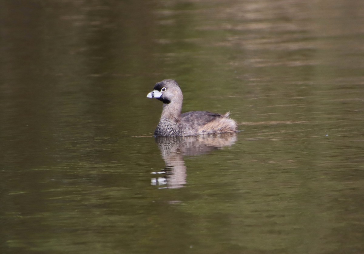 Pied-billed Grebe - ML618246136