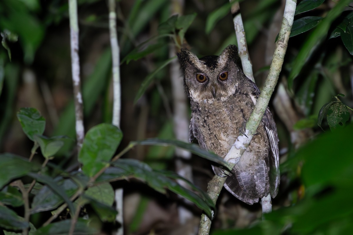 Everett's Scops-Owl - Joshua Bergmark | Ornis Birding Expeditions