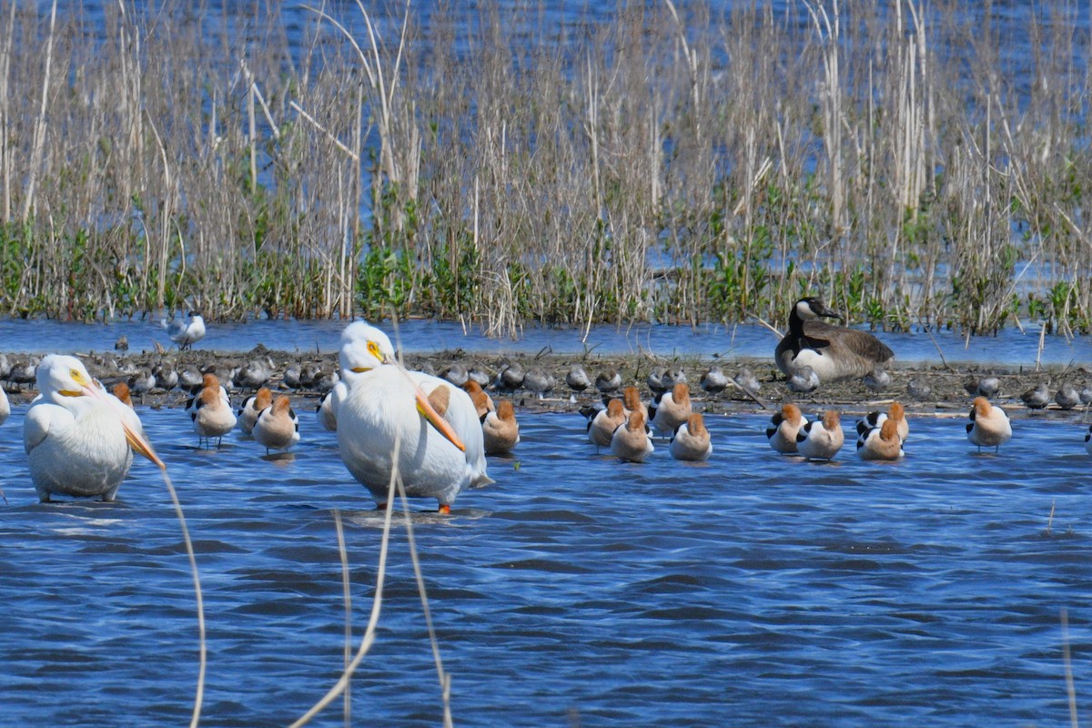 American Avocet - Nolan Williams