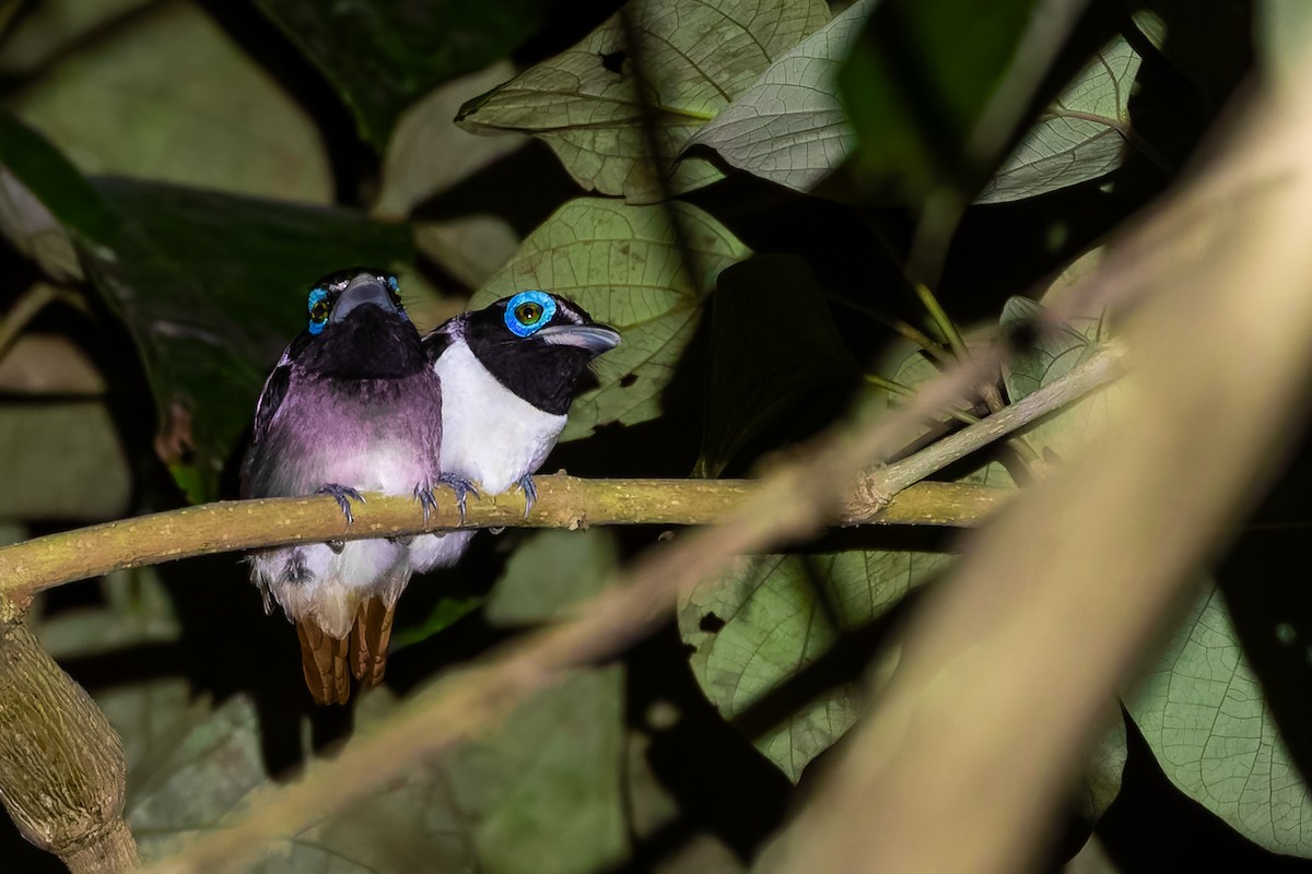 Visayan Broadbill - Joshua Bergmark | Ornis Birding Expeditions