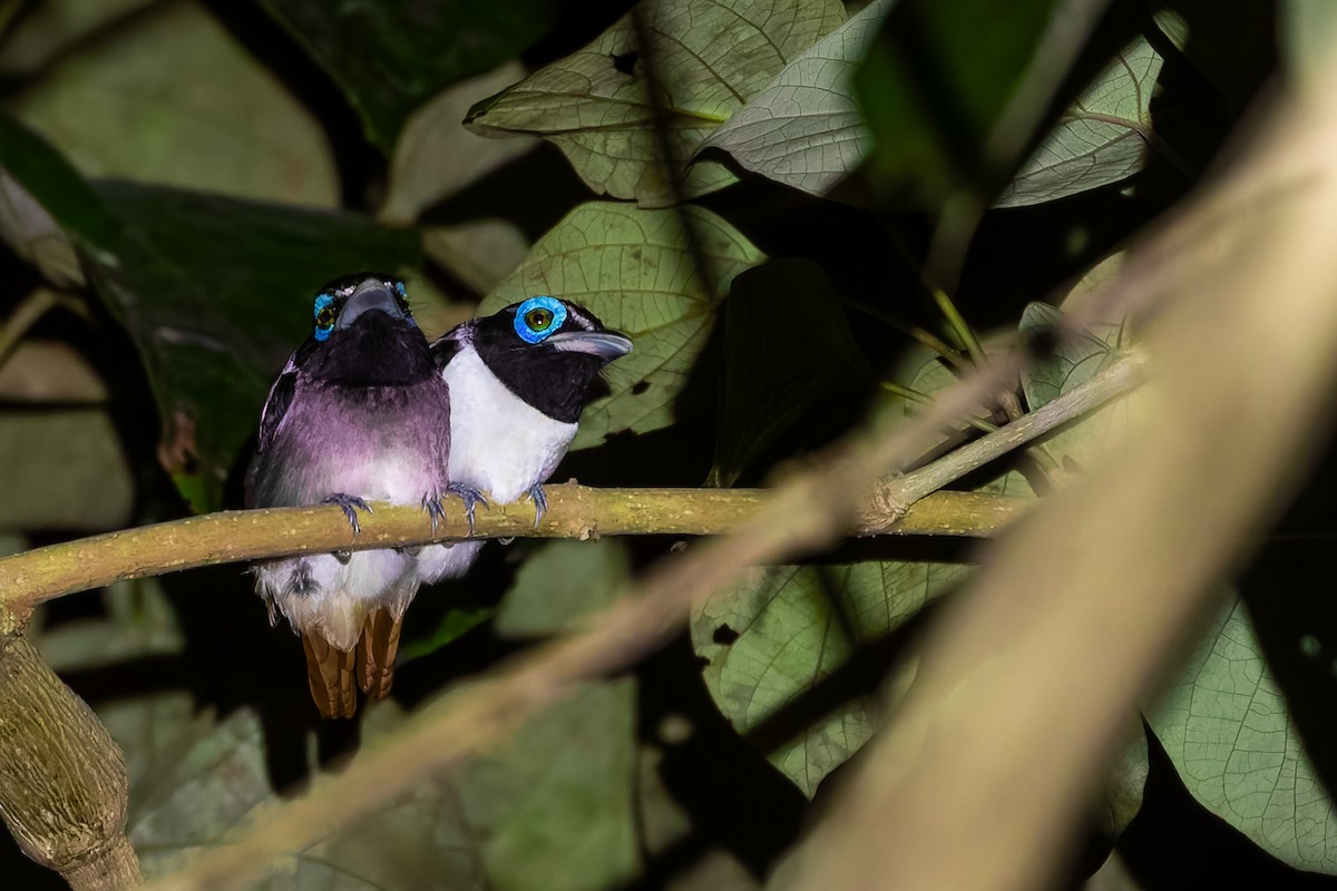 Visayan Broadbill - ML618246158