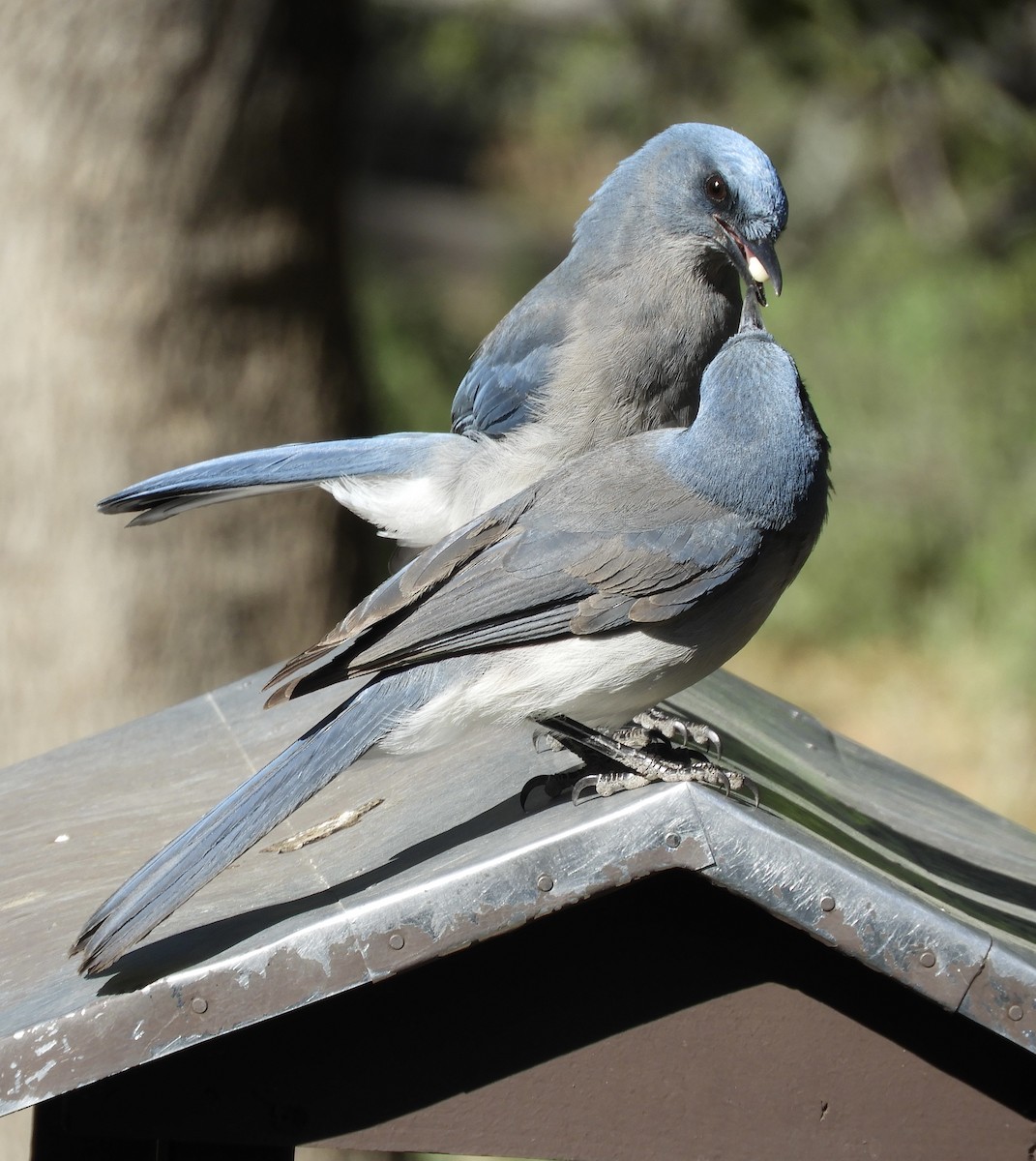 Mexican Jay - ML618246159