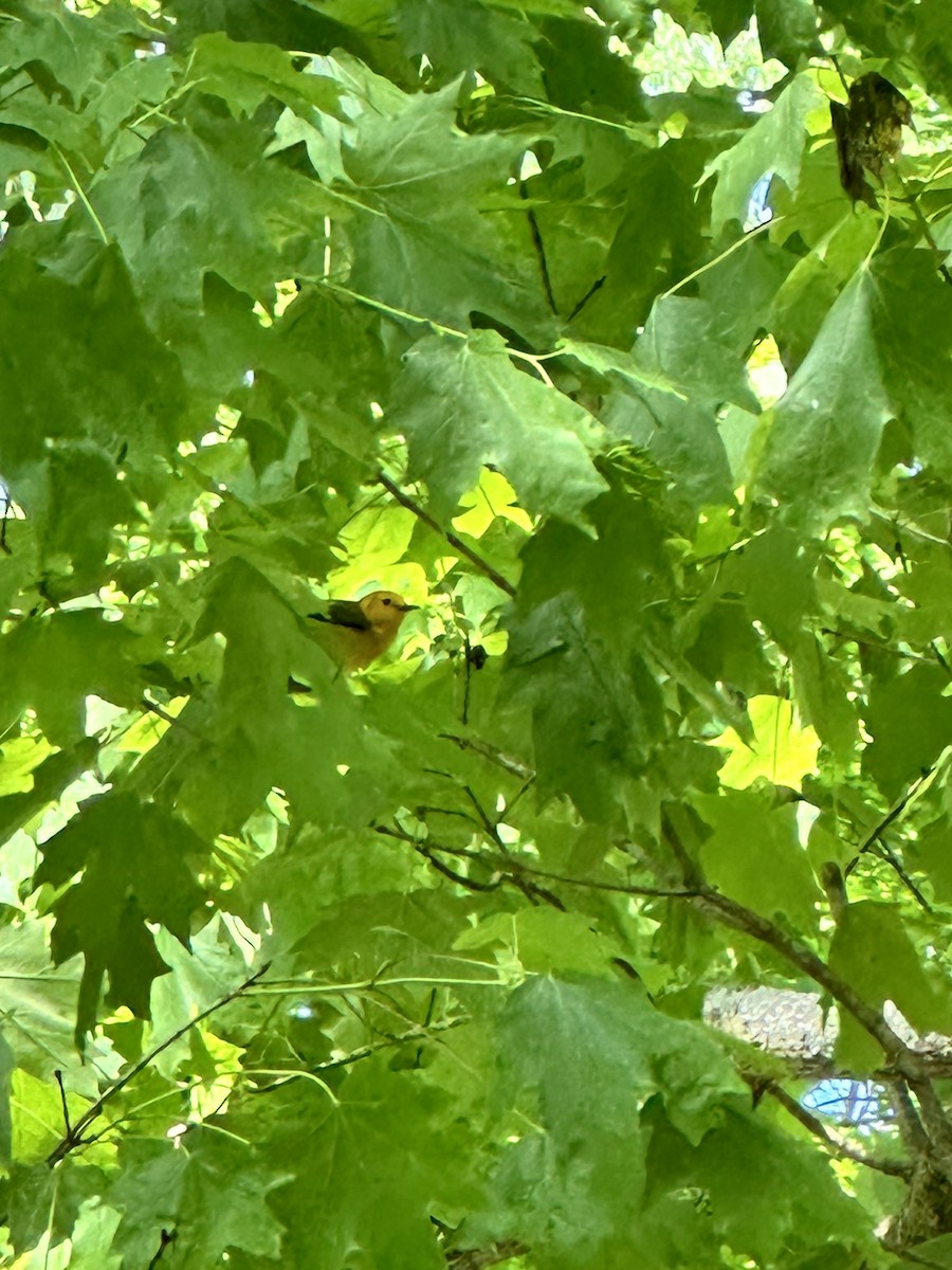 Prothonotary Warbler - Jay Hutchins