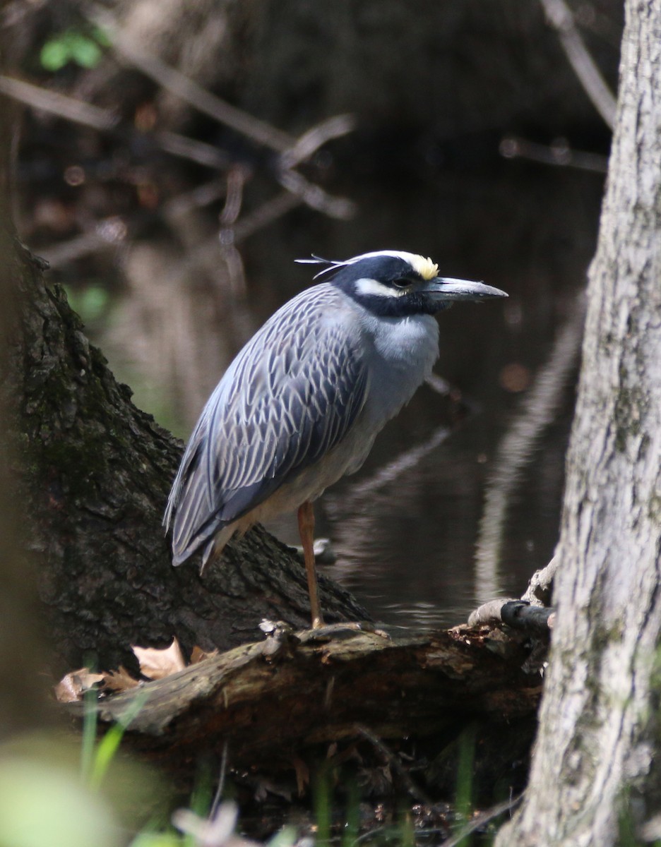 Yellow-crowned Night Heron - Dan Fox