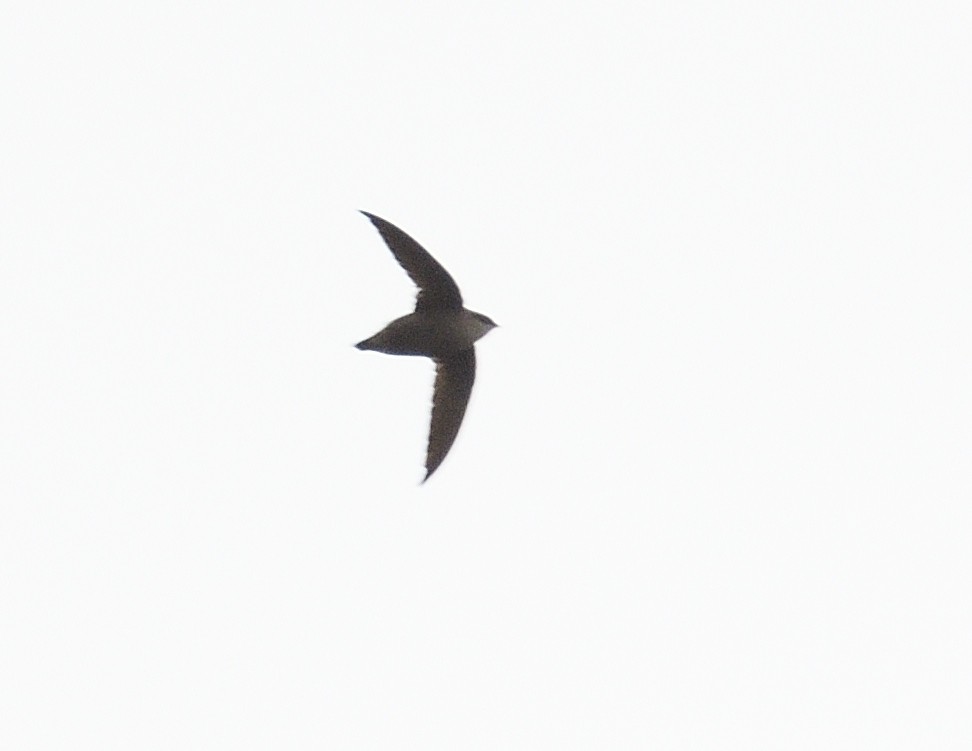 Chimney Swift - Margaret Hough