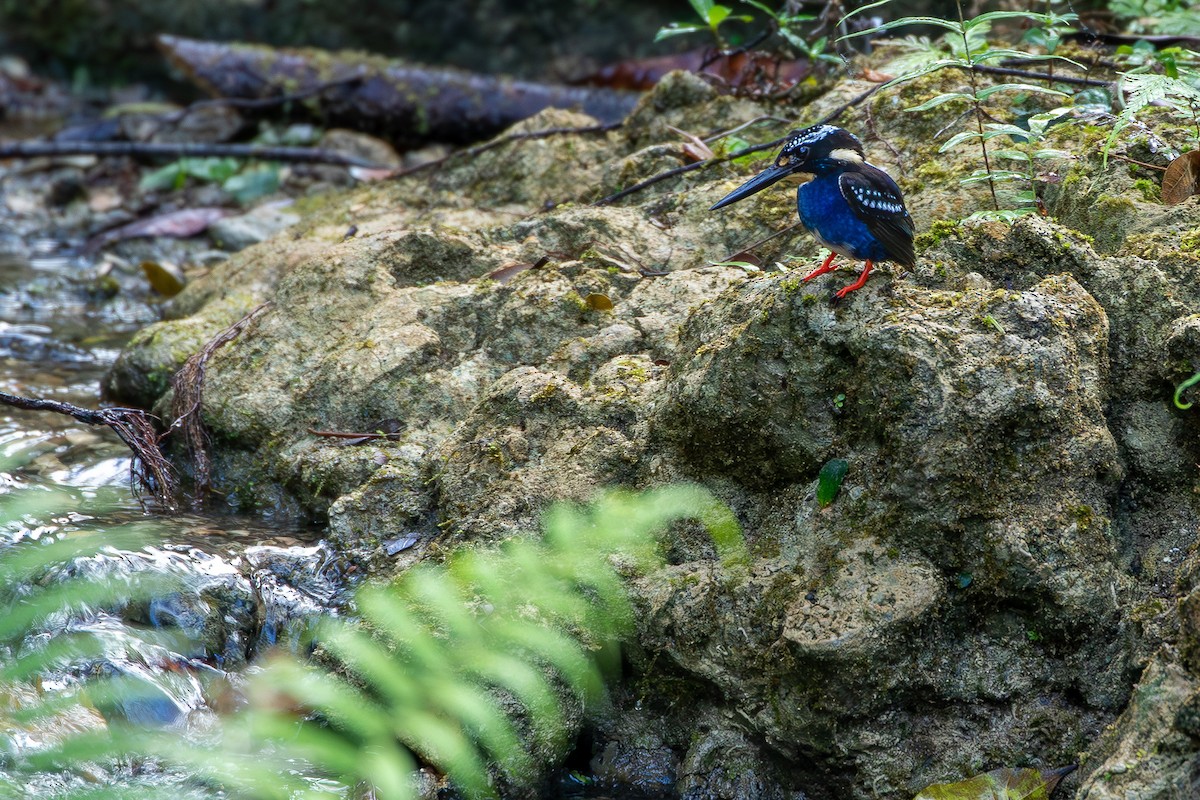 Northern Silvery-Kingfisher - Joshua Bergmark | Ornis Birding Expeditions