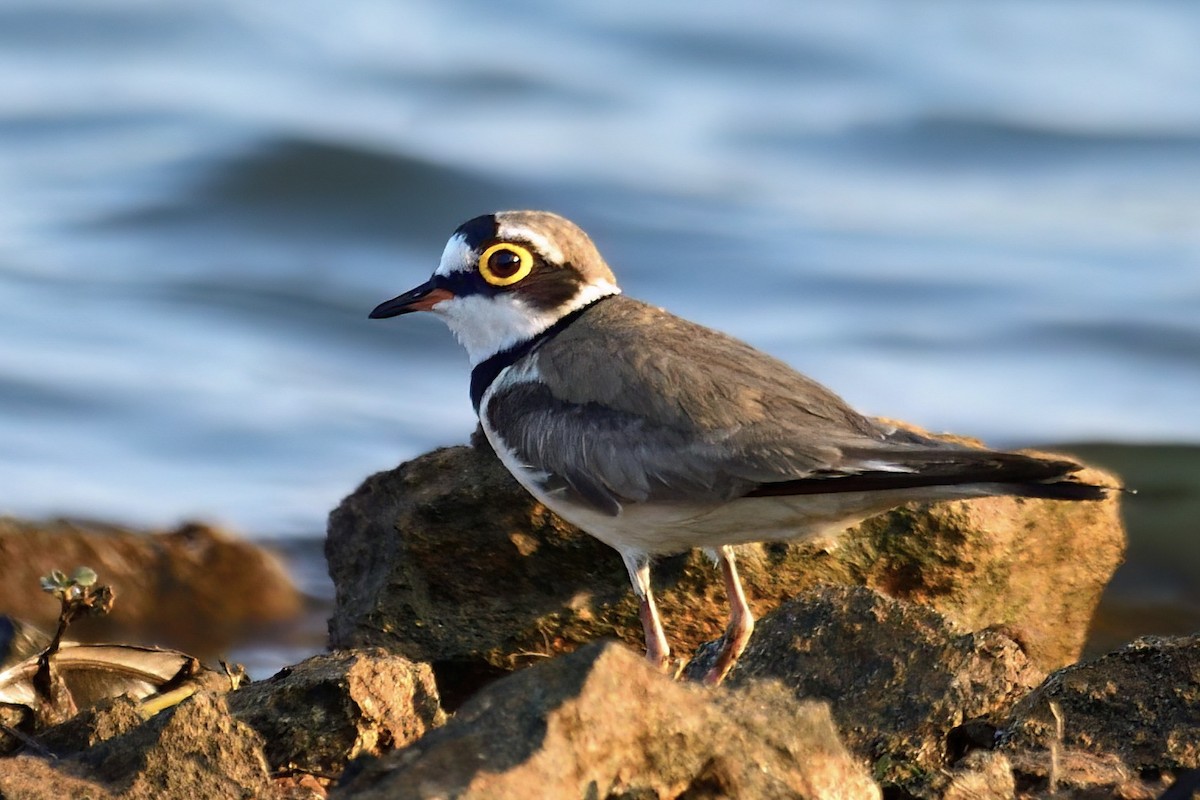 Little Ringed Plover - ML618246184