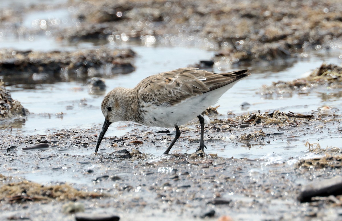 Western Sandpiper - John Drummond