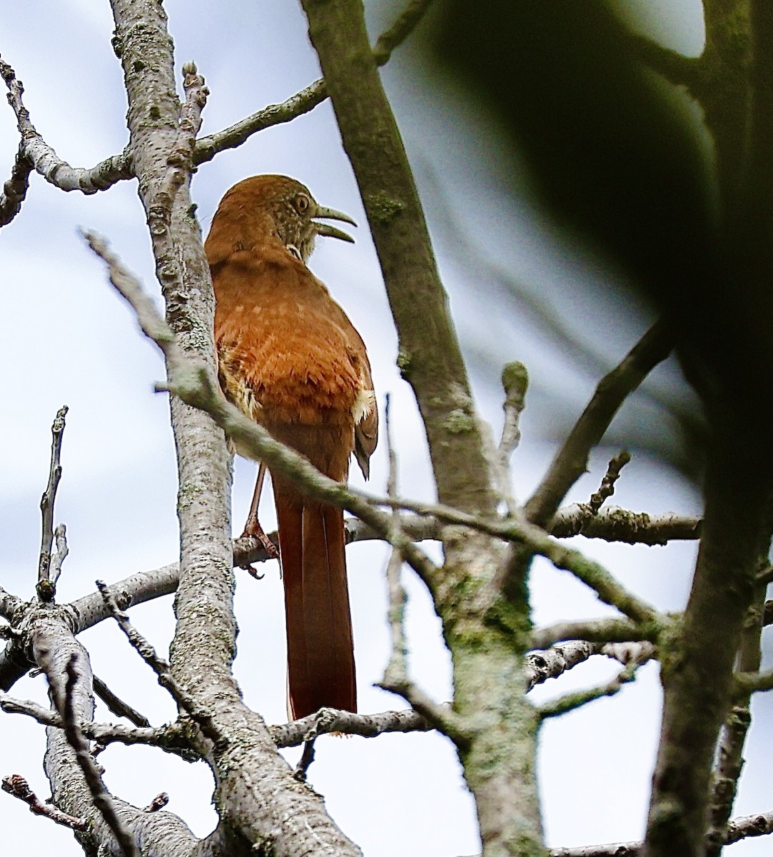 Brown Thrasher - Martin Yates