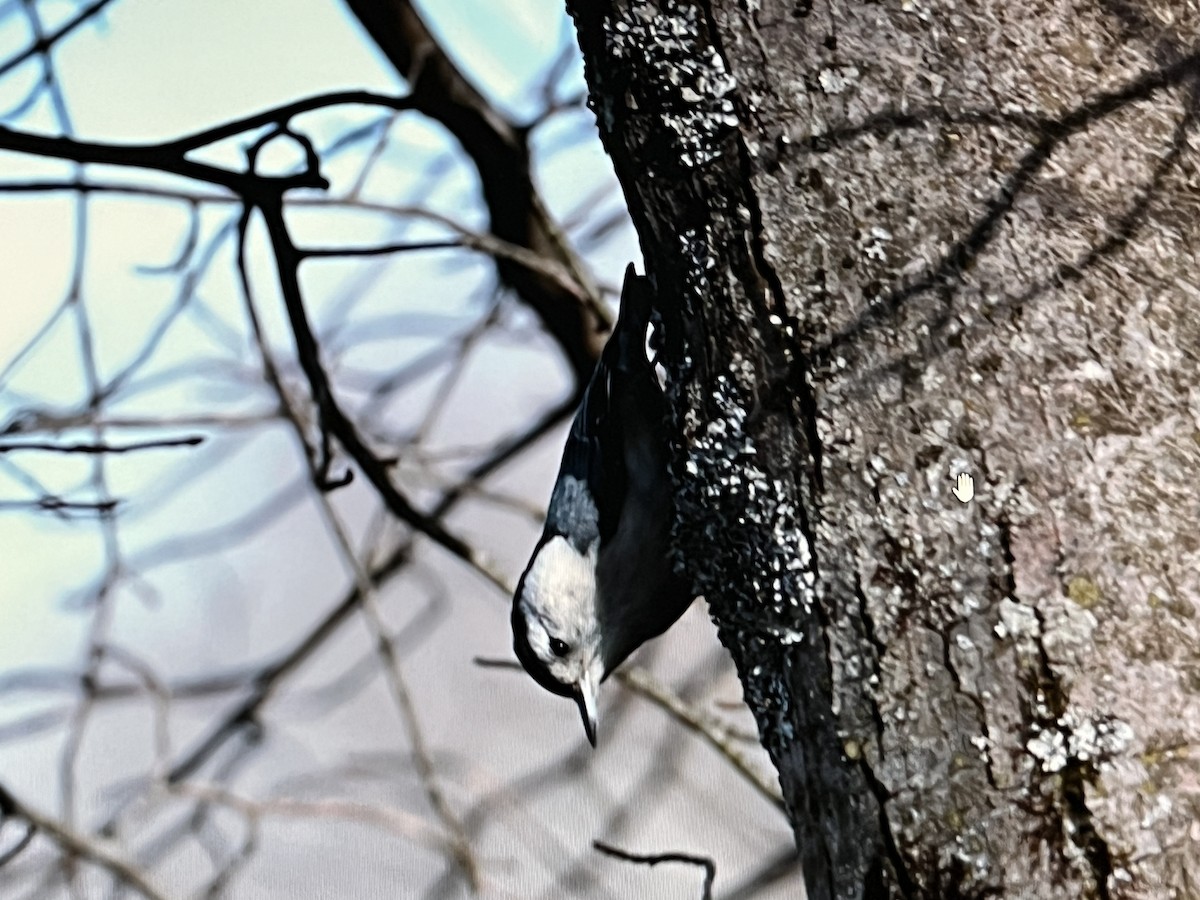 White-breasted Nuthatch - Anonymous