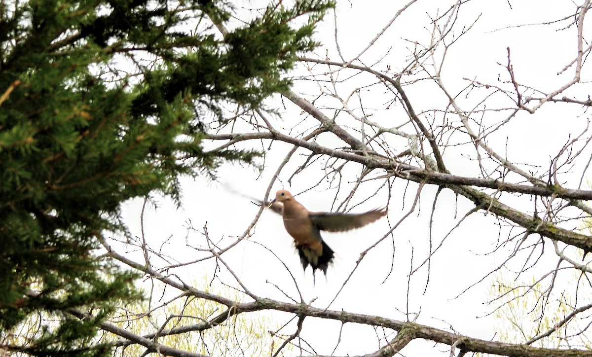 Mourning Dove - James Scott