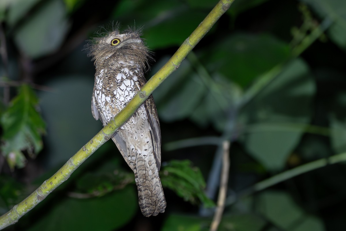 Palawan Frogmouth - Joshua Bergmark | Ornis Birding Expeditions