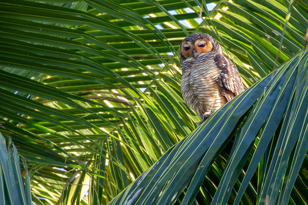 Spotted Wood-Owl - Joshua Bergmark | Ornis Birding Expeditions