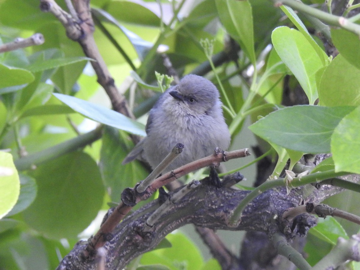 Bushtit - Victoria Vosburg