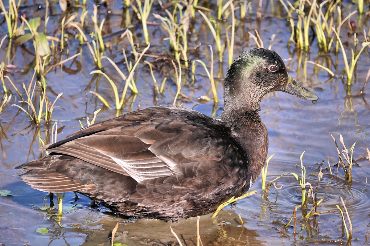 Mallard (Domestic type) - Alan Mitchnick