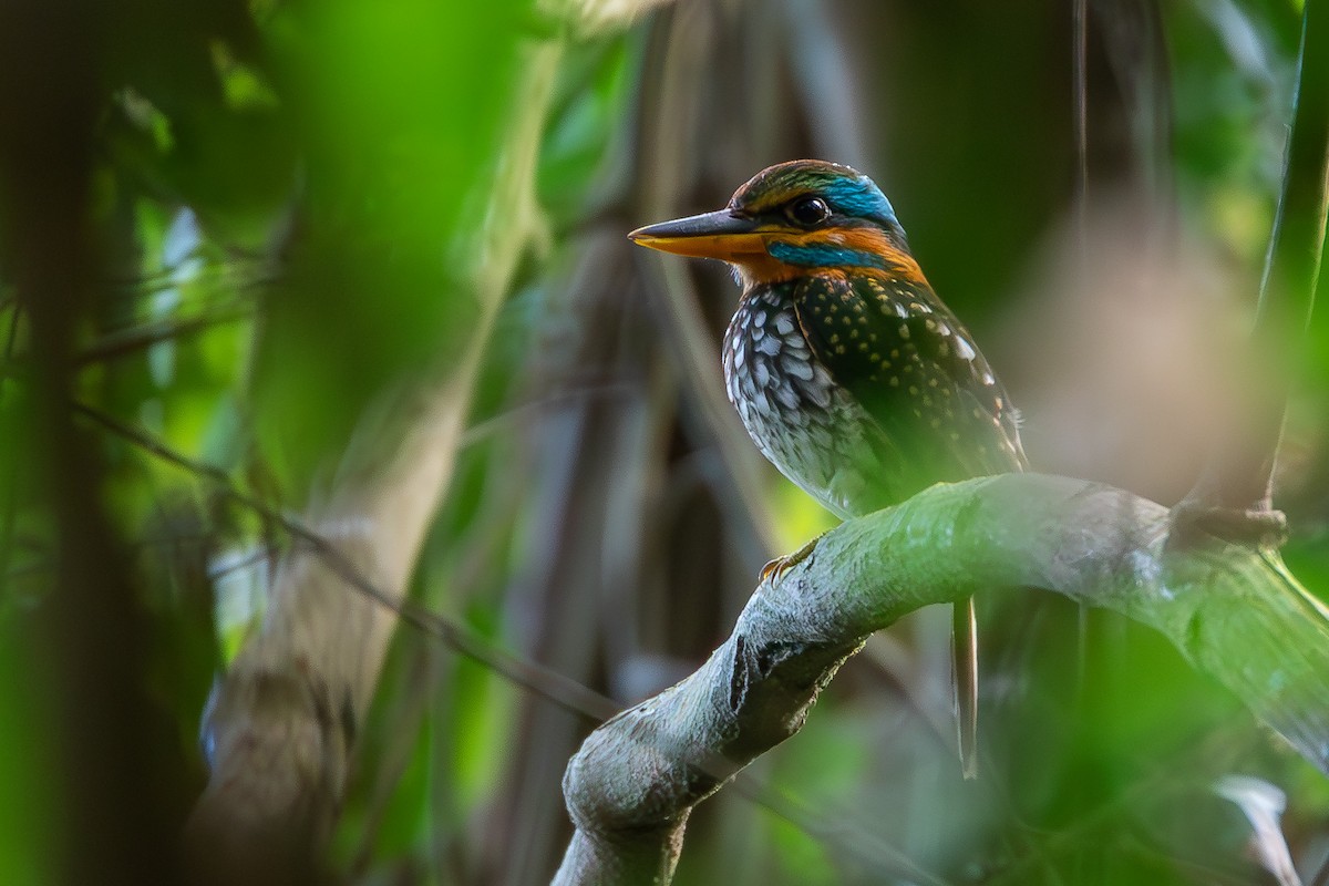 Spotted Kingfisher - Joshua Bergmark | Ornis Birding Expeditions