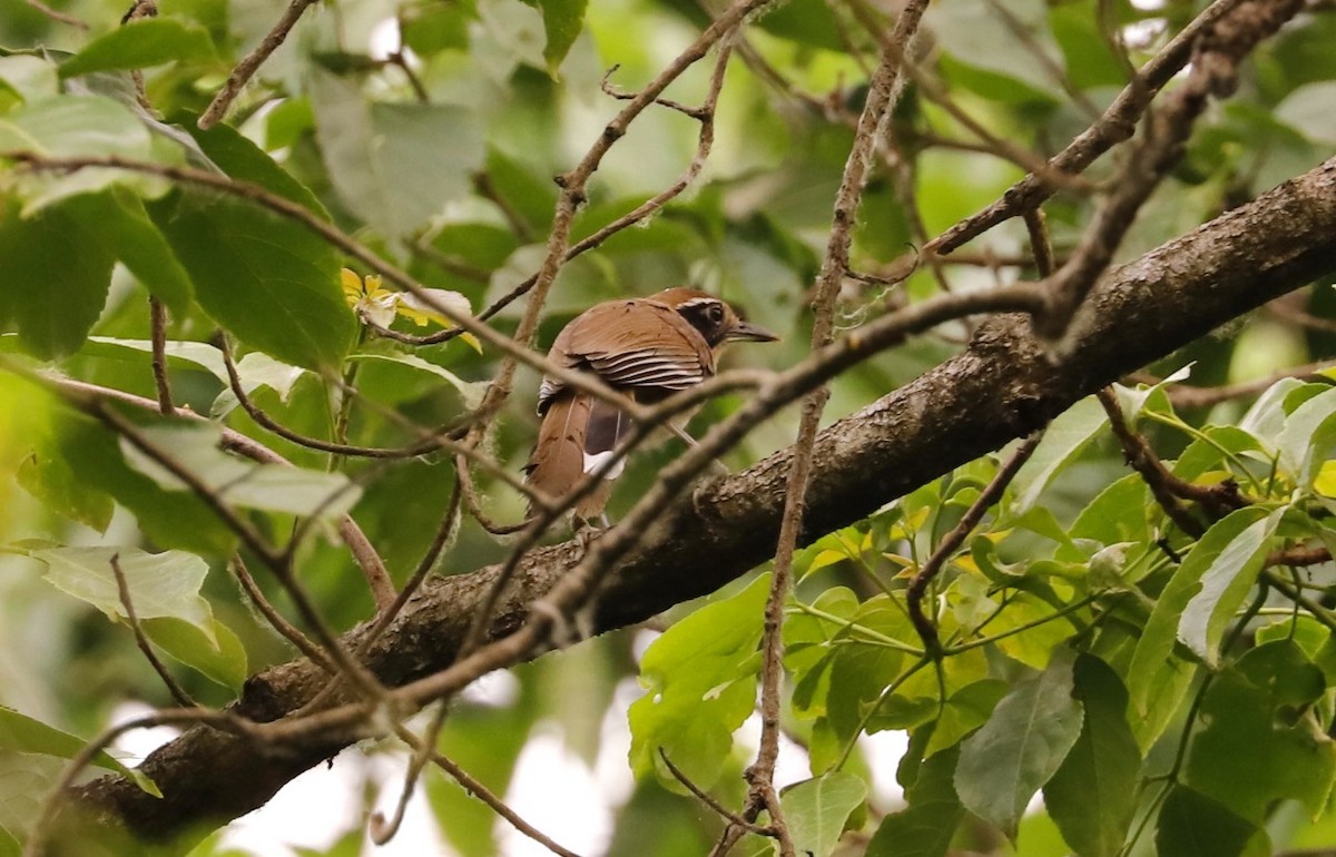 Greater Necklaced Laughingthrush - ML618246263