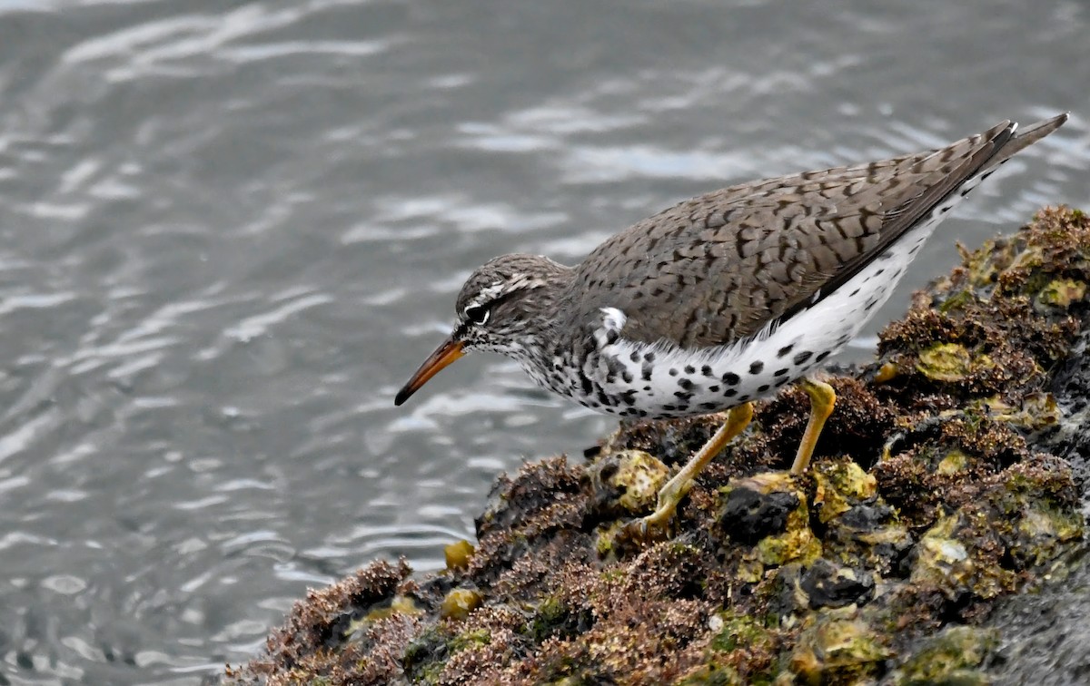 Spotted Sandpiper - Kat Byrd