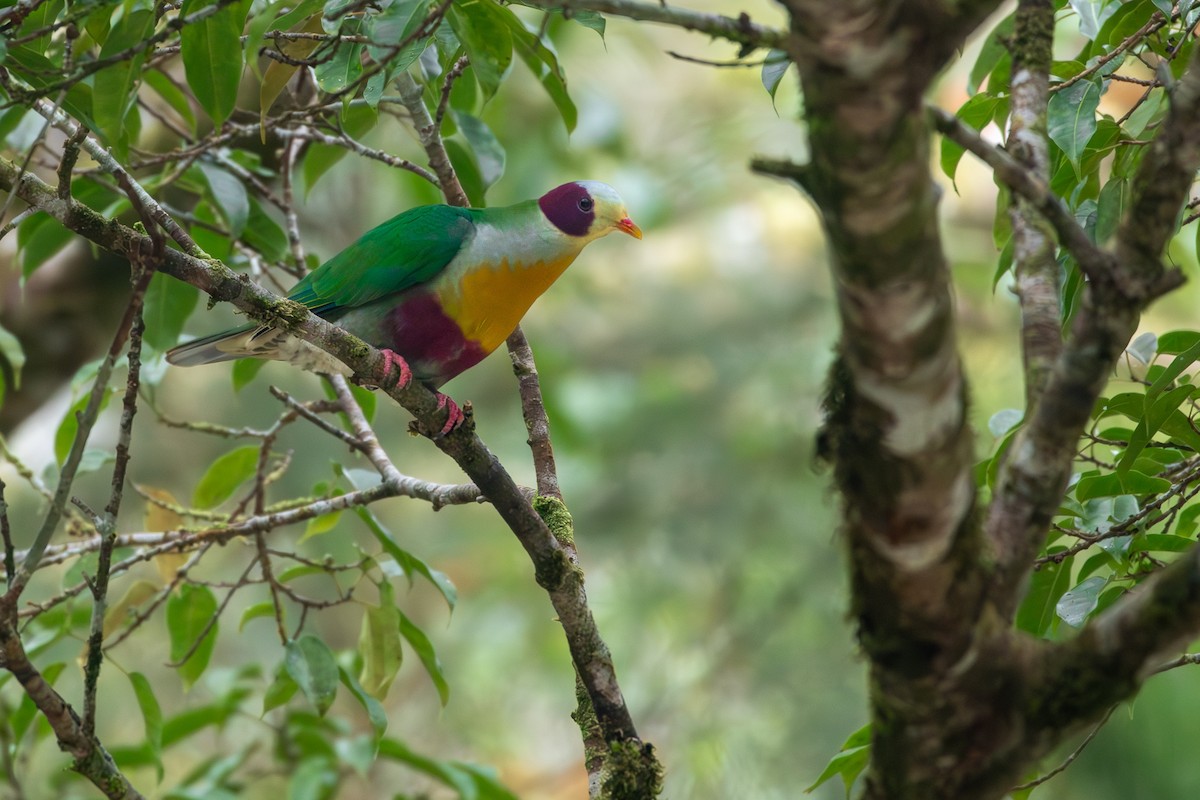 Yellow-breasted Fruit-Dove - Joshua Bergmark | Ornis Birding Expeditions