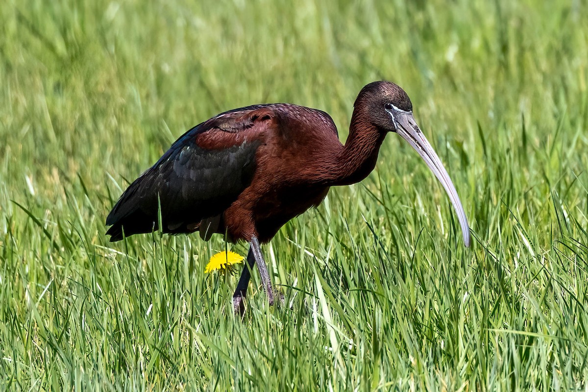 Glossy Ibis - Boni Edwards