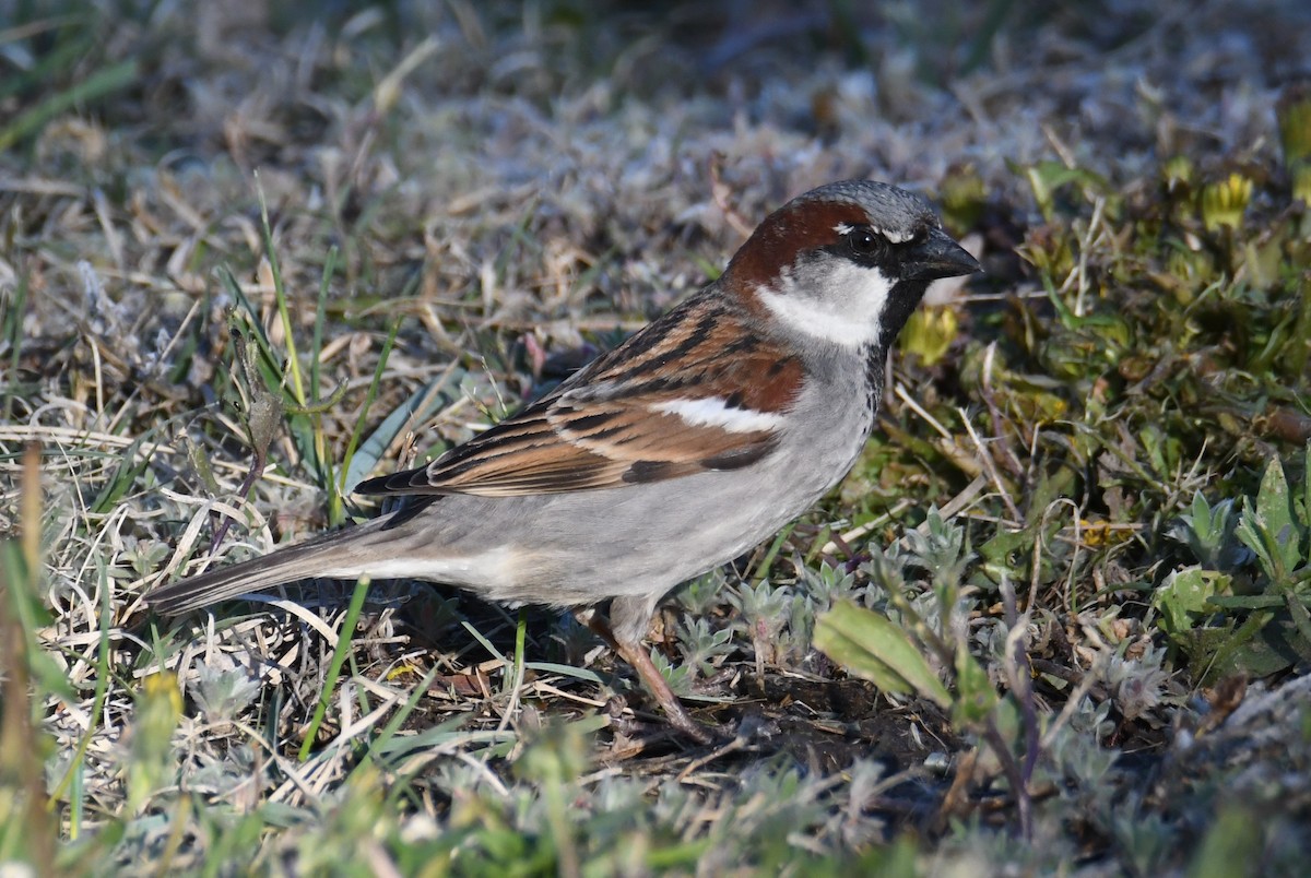 House Sparrow - Colin Dillingham