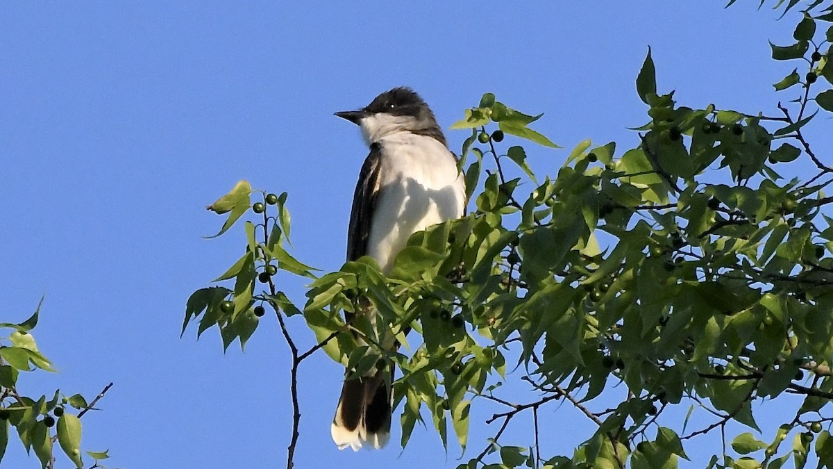 Eastern Kingbird - ML618246323