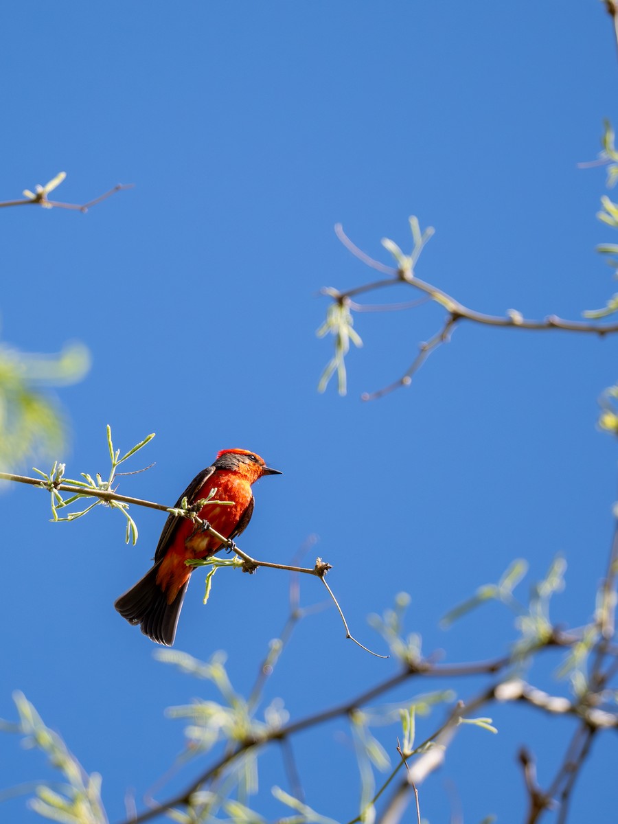 Vermilion Flycatcher - Ken Ferguson