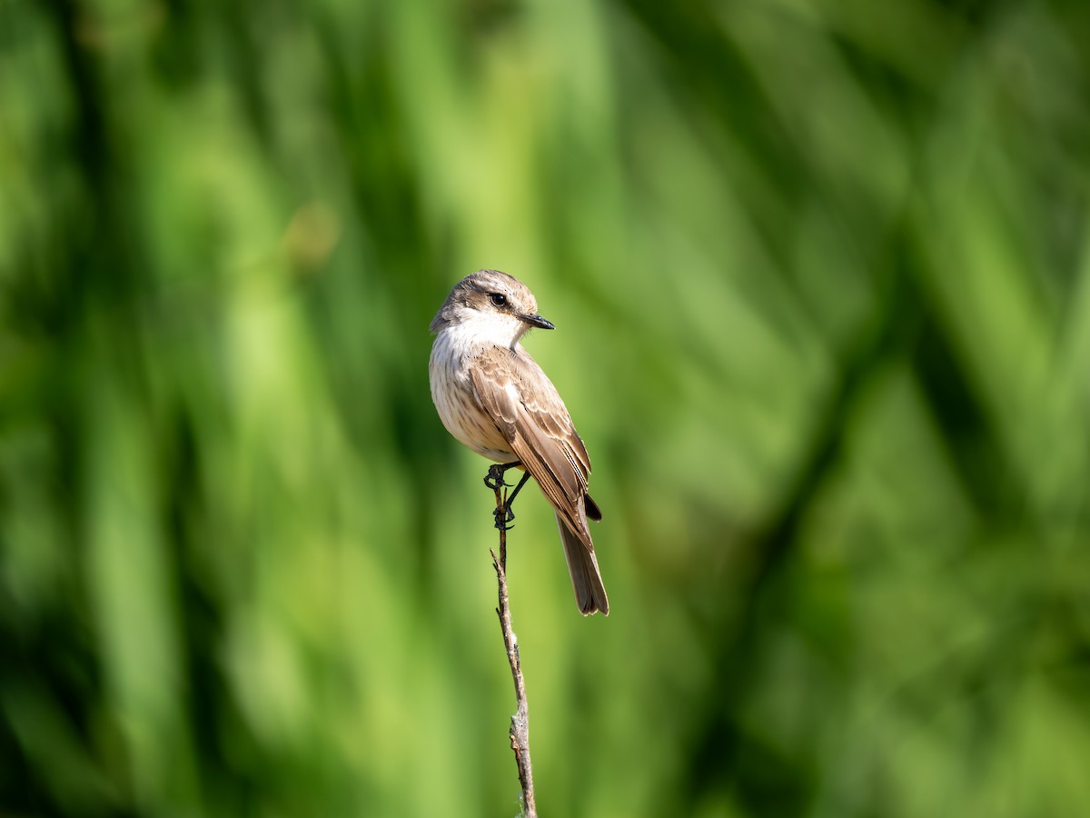 Vermilion Flycatcher - Ken Ferguson