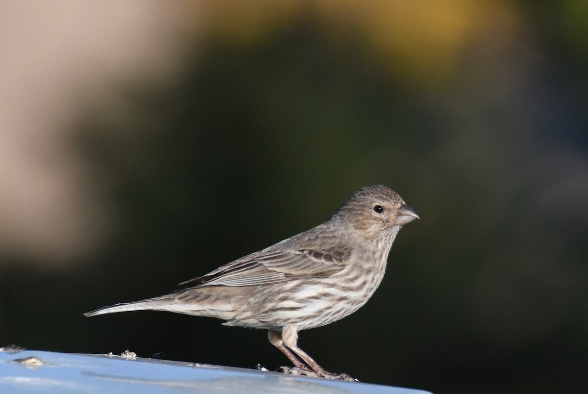 House Finch - Colin Dillingham