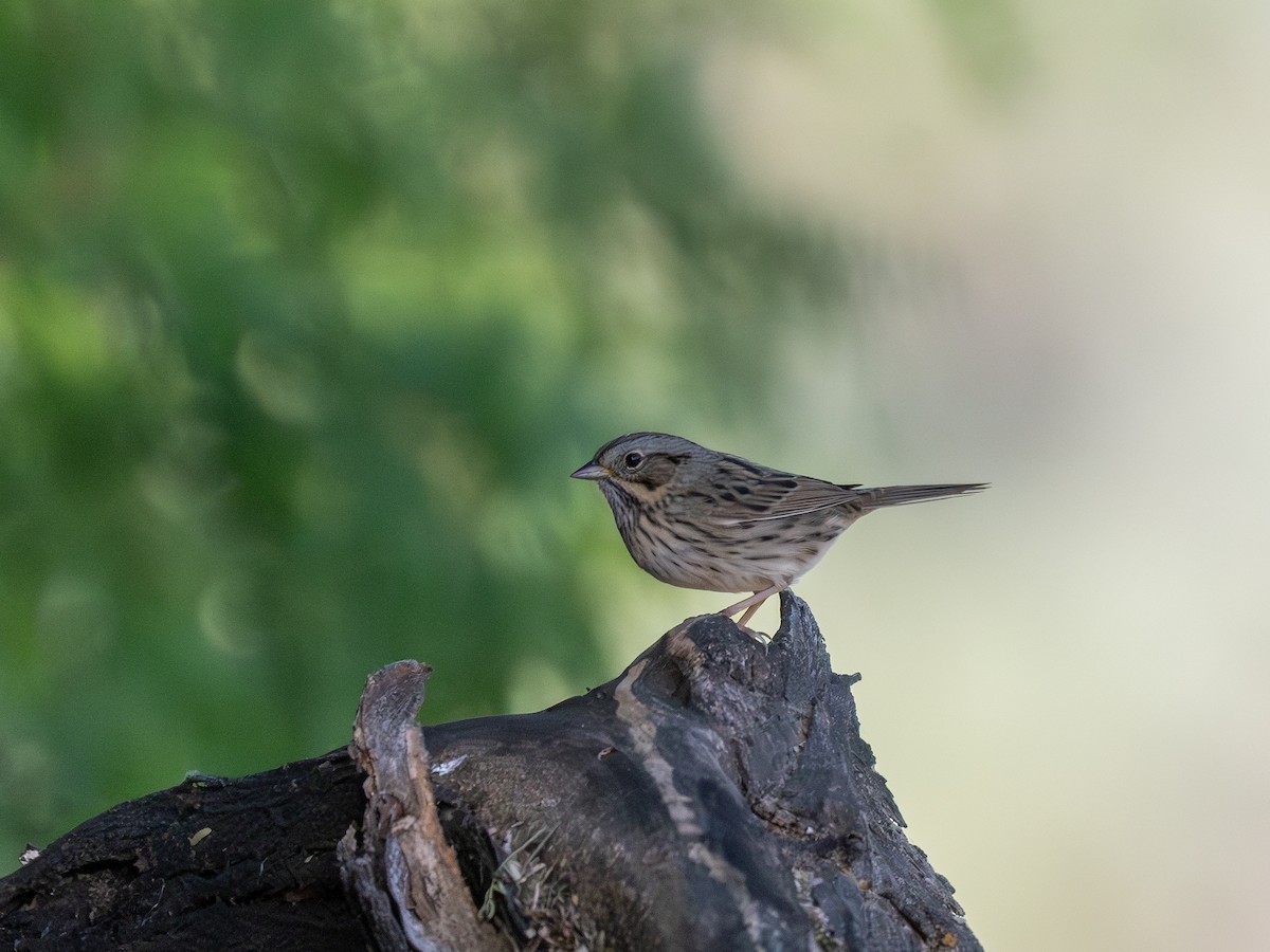 Lincoln's Sparrow - Ken Ferguson