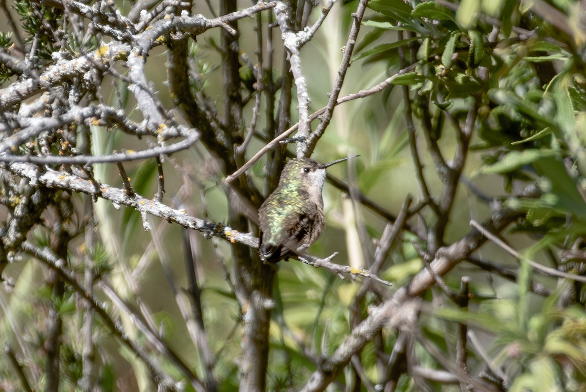 Calliope Hummingbird - ML618246352